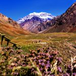purple-petaled flowers near mountain during daytime