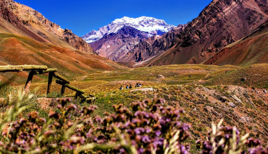 purple-petaled flowers near mountain during daytime